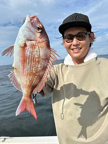 マダイの釣果