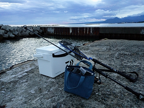 タコの釣果