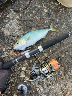 ツバイソの釣果