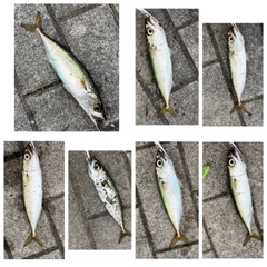 サバの釣果