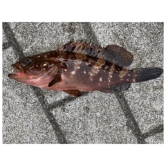 アコウの釣果