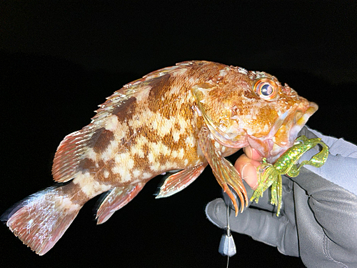 ガシラの釣果