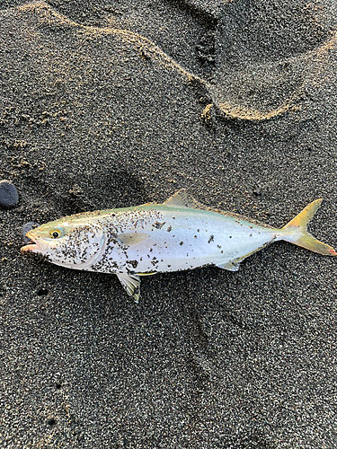 ワカシの釣果