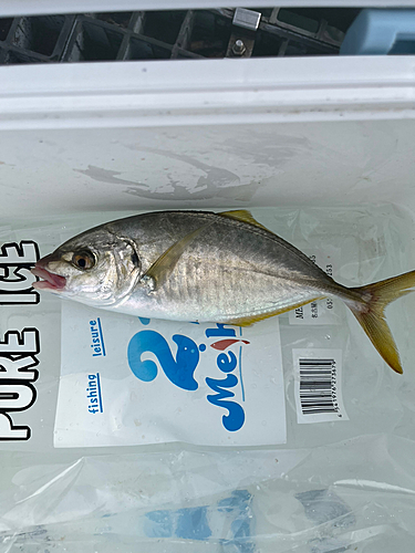 カイワリの釣果