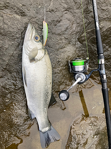 セイゴ（ヒラスズキ）の釣果