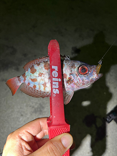 ゴマヒレキントキの釣果