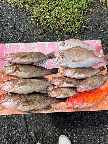 オオモンハタの釣果