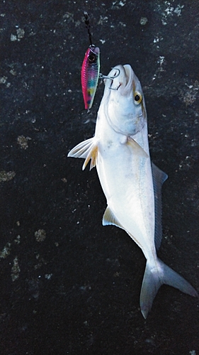 ショゴの釣果