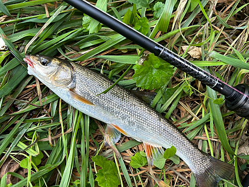 ウグイの釣果