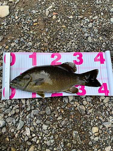 スモールマウスバスの釣果