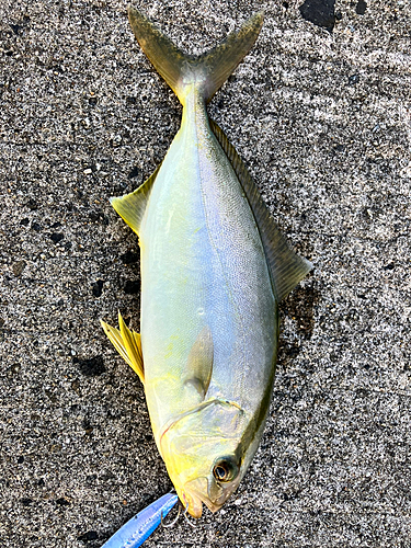 ショゴの釣果