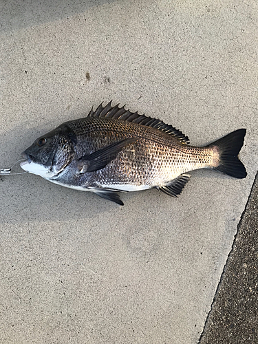 クロダイの釣果