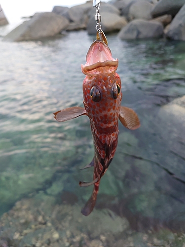 アコウの釣果