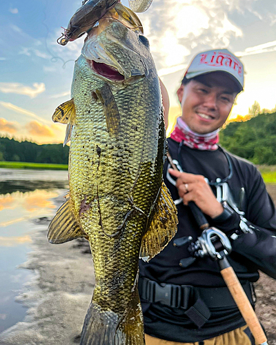 ブラックバスの釣果