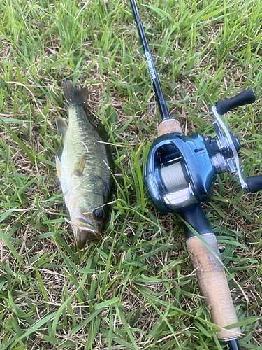 ラージマウスバスの釣果