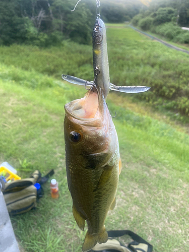 ラージマウスバスの釣果