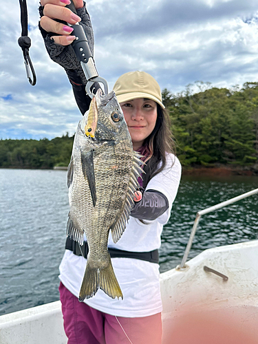 チヌの釣果