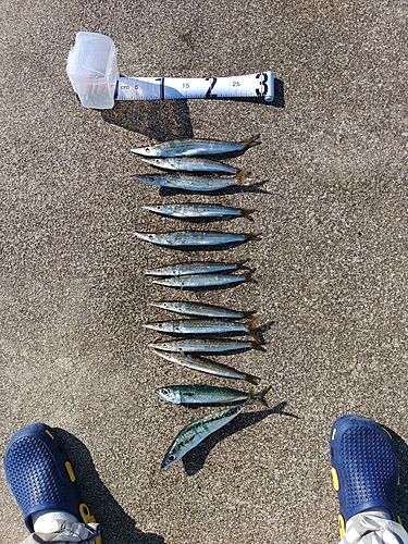 アカカマスの釣果
