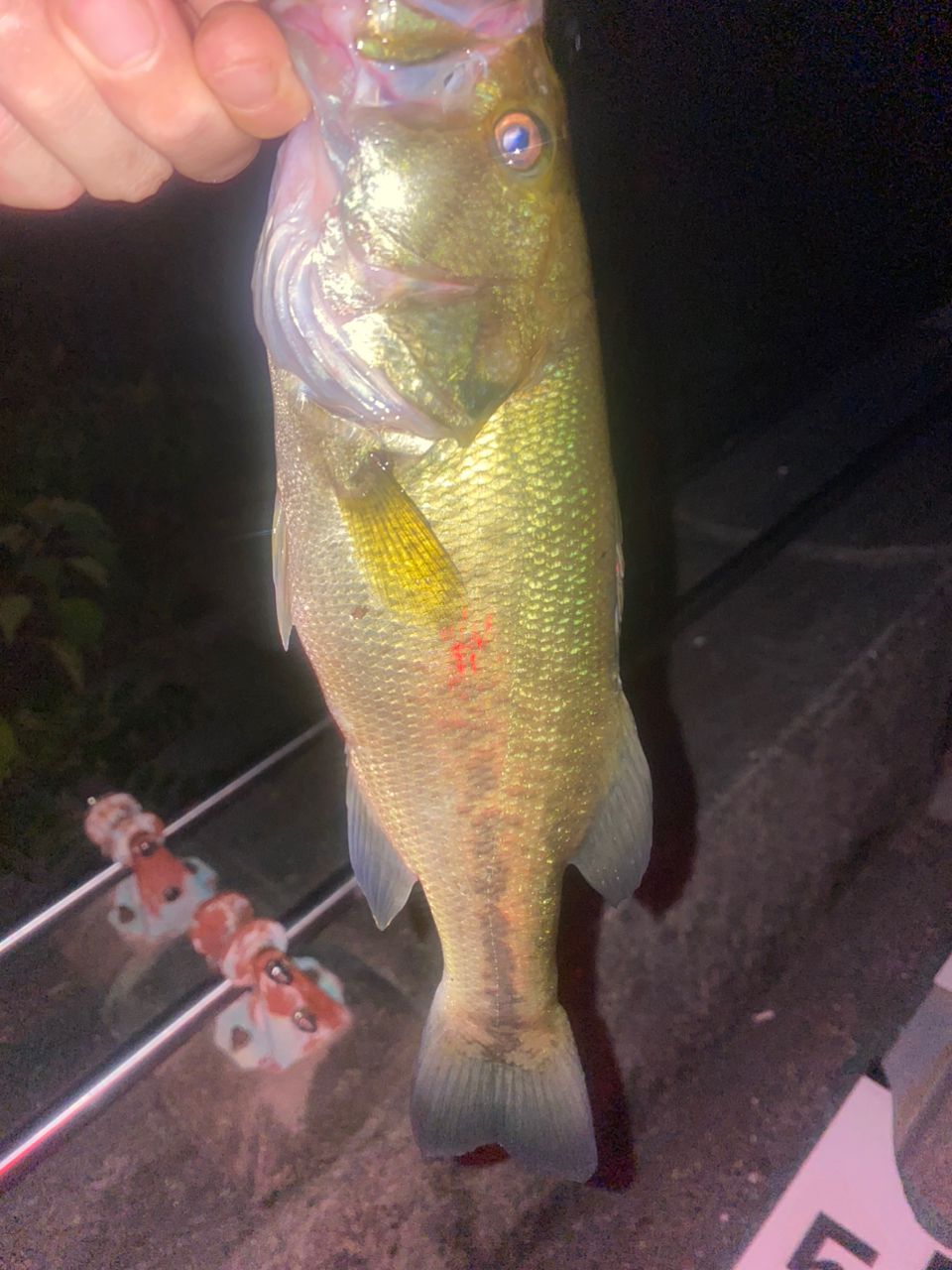 ラージマウスバス