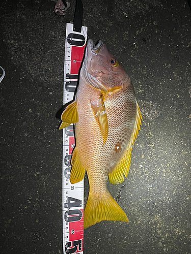 シブダイの釣果