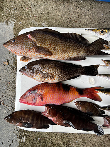 オオモンハタの釣果