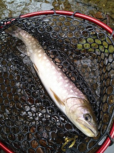 ニジマスの釣果