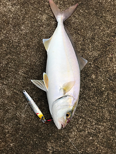 ショゴの釣果