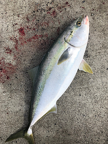 ハマチの釣果