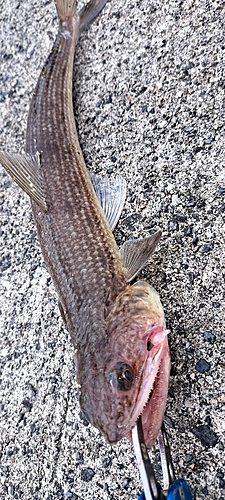 エソの釣果