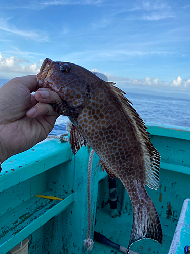 オオモンハタの釣果