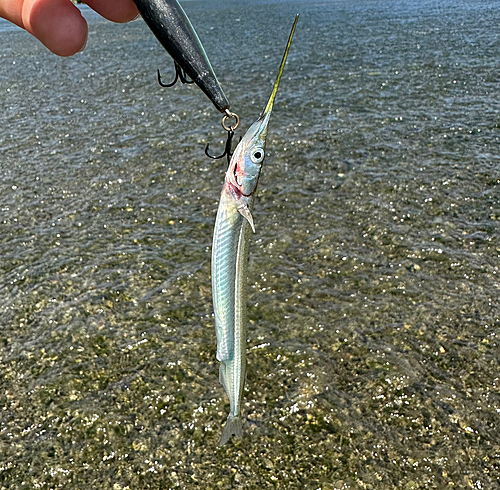 サヨリの釣果