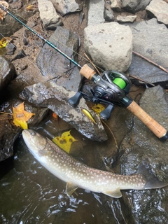 アメマスの釣果