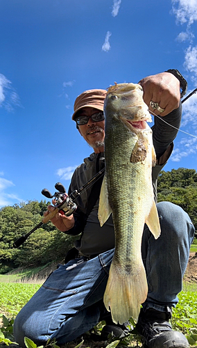 ブラックバスの釣果