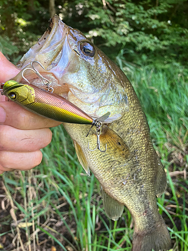 ラージマウスバスの釣果