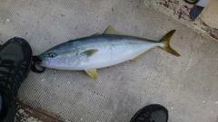 イナダの釣果