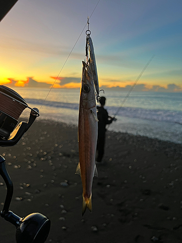 カマスの釣果