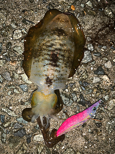 アオリイカの釣果