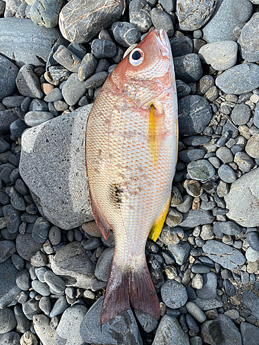 クロホシフエダイの釣果