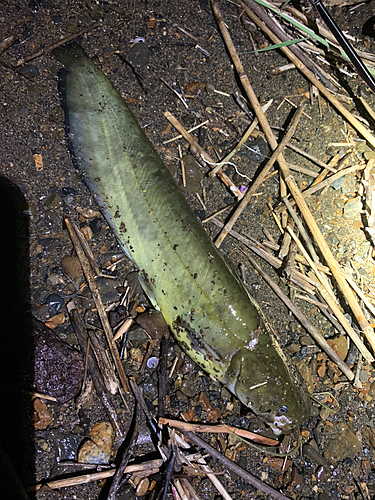 マナマズの釣果