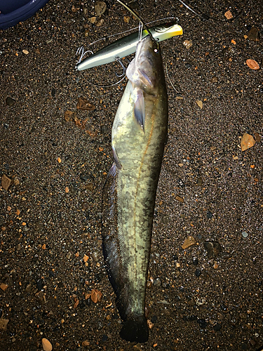 マナマズの釣果