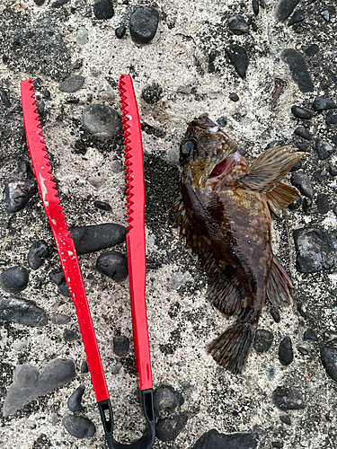 アラカブの釣果