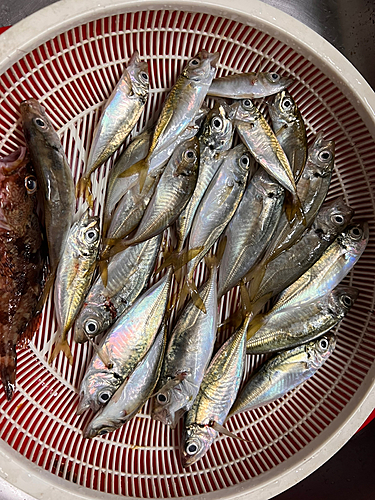 アジの釣果