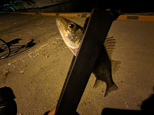 セイゴ（タイリクスズキ）の釣果