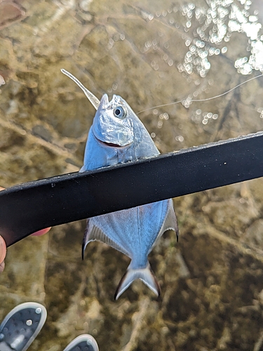 コバンアジの釣果