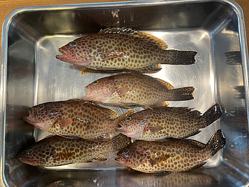 オオモンハタの釣果