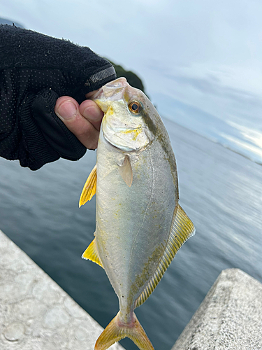 ショゴの釣果