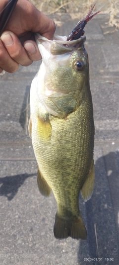 ブラックバスの釣果