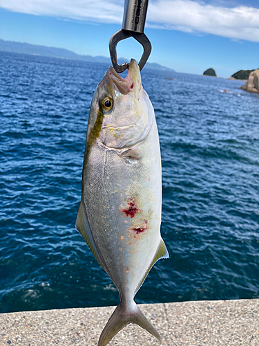 シオの釣果