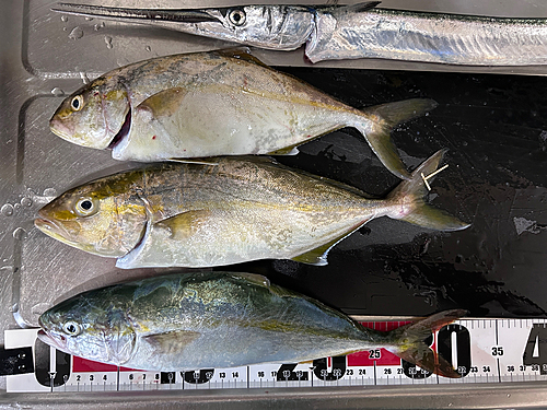 ショゴの釣果