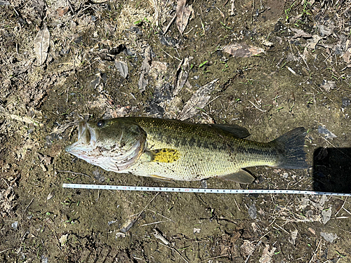 ラージマウスバスの釣果